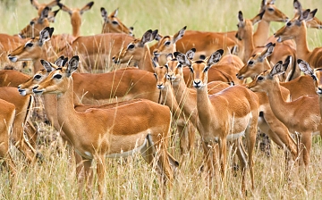 Impala in Serengeti