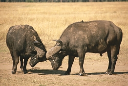 Buffalo in Ruaha National Park