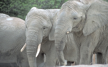 Elephant in Queen Victoria National Park