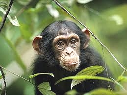 Infant Chimp in Gombe Stream National Park