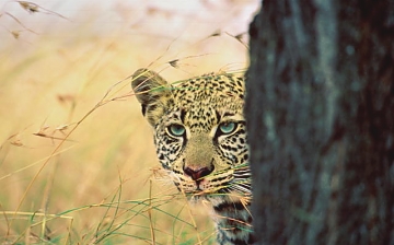 Leopard in Masai Mara