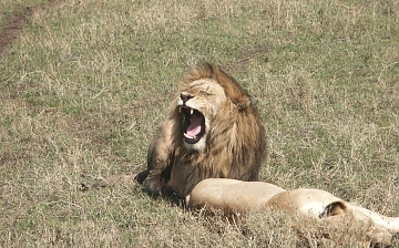 lion in Tsavo East National Park