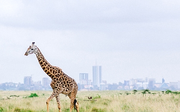Nairobi city as seen from Nairobi national park