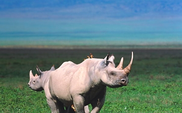 rhino in ngorongoro crater
