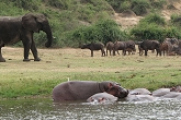 Elephant in Queen Victoria National Park
