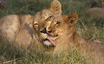 Lions in Selous