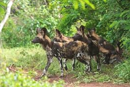 Wild Dogs in Selous Game Reserves