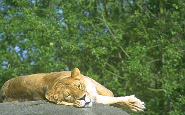 Lions in Serengeti