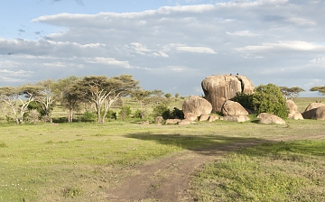 Serengeti plains