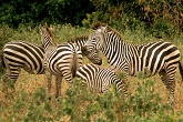 Zebra in Nairobi national park