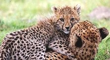 Cheeter, mother and Cub