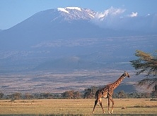 Kilimanjaro view from Kambi ya tembo