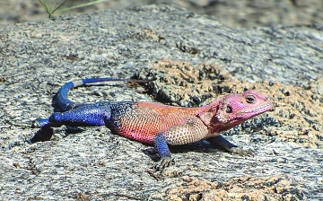 Lobo W. Lodge - Rock Male Lizard