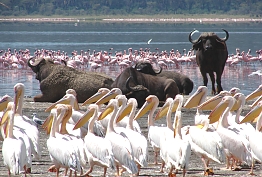 Flamingos in lake Nakuru