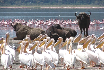 Flamingos in lake Nakuru