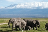 Amboseli national park