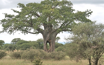 Baobabs in Mkomazi National park