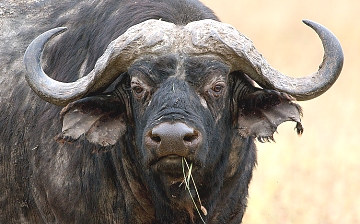 buffalo in Selous Game Reserve