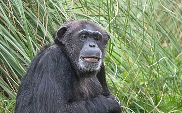 chimpanzee in Bwindi National Park