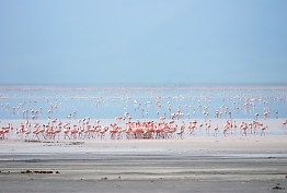 Flamingos in Lake Manyara