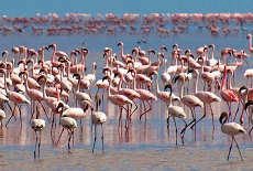 Flamingos in Lake Nakuru National Park