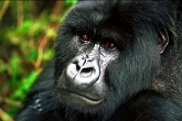 Gorilla in Kibale National park