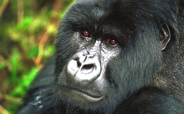 Gorilla in Kibale National park