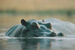 Hippo in Lake manyara