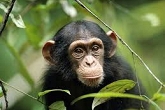 Infant Chimp in Gombe Stream National Park