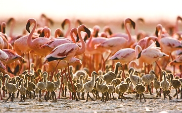 flamingos in Lake natron