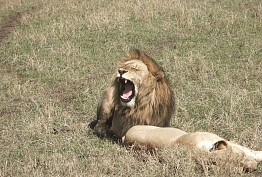 lion in Tsavo East National Park