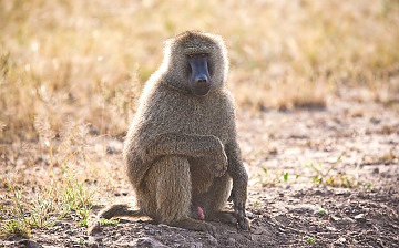 Baboons in Mikumi
