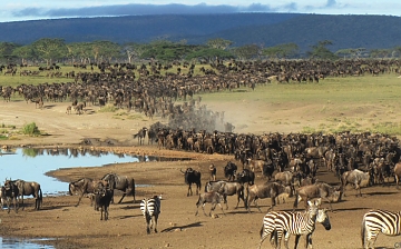 Ndutu Safari Lodge Wild View