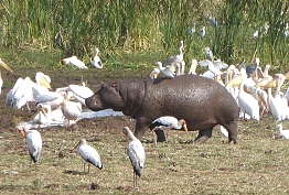 Pelican and Hippos