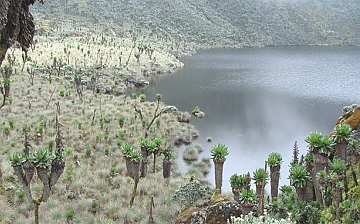 Rivers in the Rwenzori national park