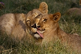 Lions in Selous