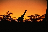 Giraffes in Selous