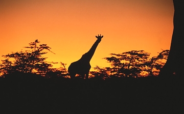 Giraffes in Selous