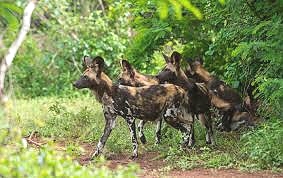 Wild Dogs in Selous Game Reserves
