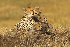 Cheeter in Serengeti