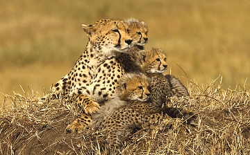 Cheeter in Serengeti