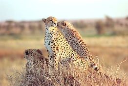 Cheeters in Serengeti Plains