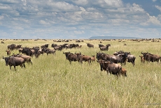 The Wilderbeasts in the Nabi Hill - Serengeti Plains