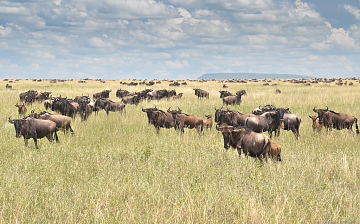 The Wilderbeasts in the Nabi Hill - Serengeti Plains