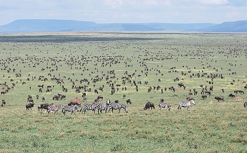 Wilderbeasts in Serengeti
