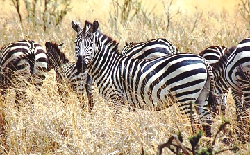 Zebras in the Serengeti plain