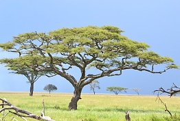 The Serengeti National park