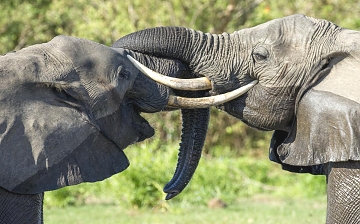 Elephants in Tarangire National park