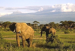Elephants in Tsavo national Park