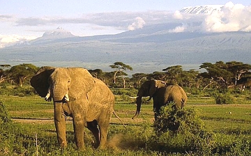 Elephants in Tsavo national Park